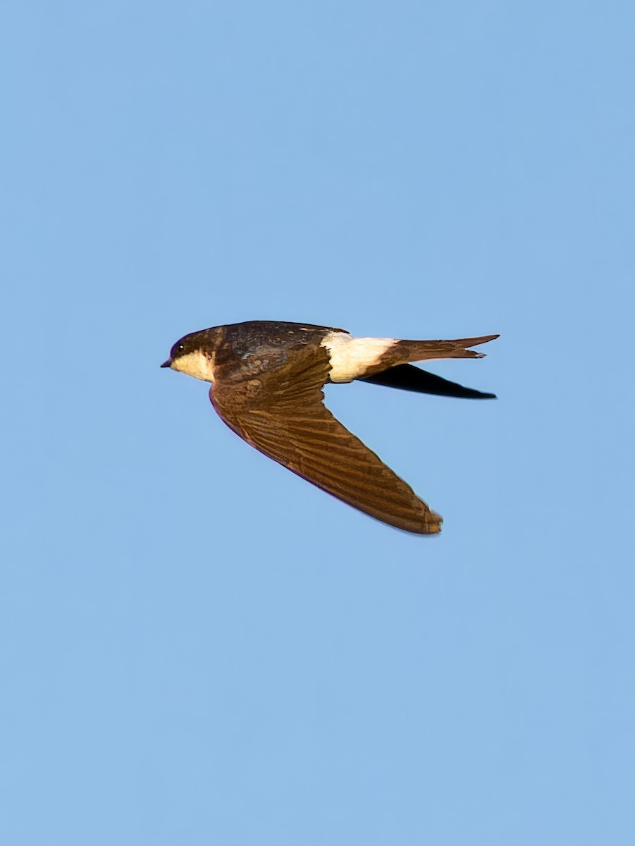 Western House-Martin - ML612841949