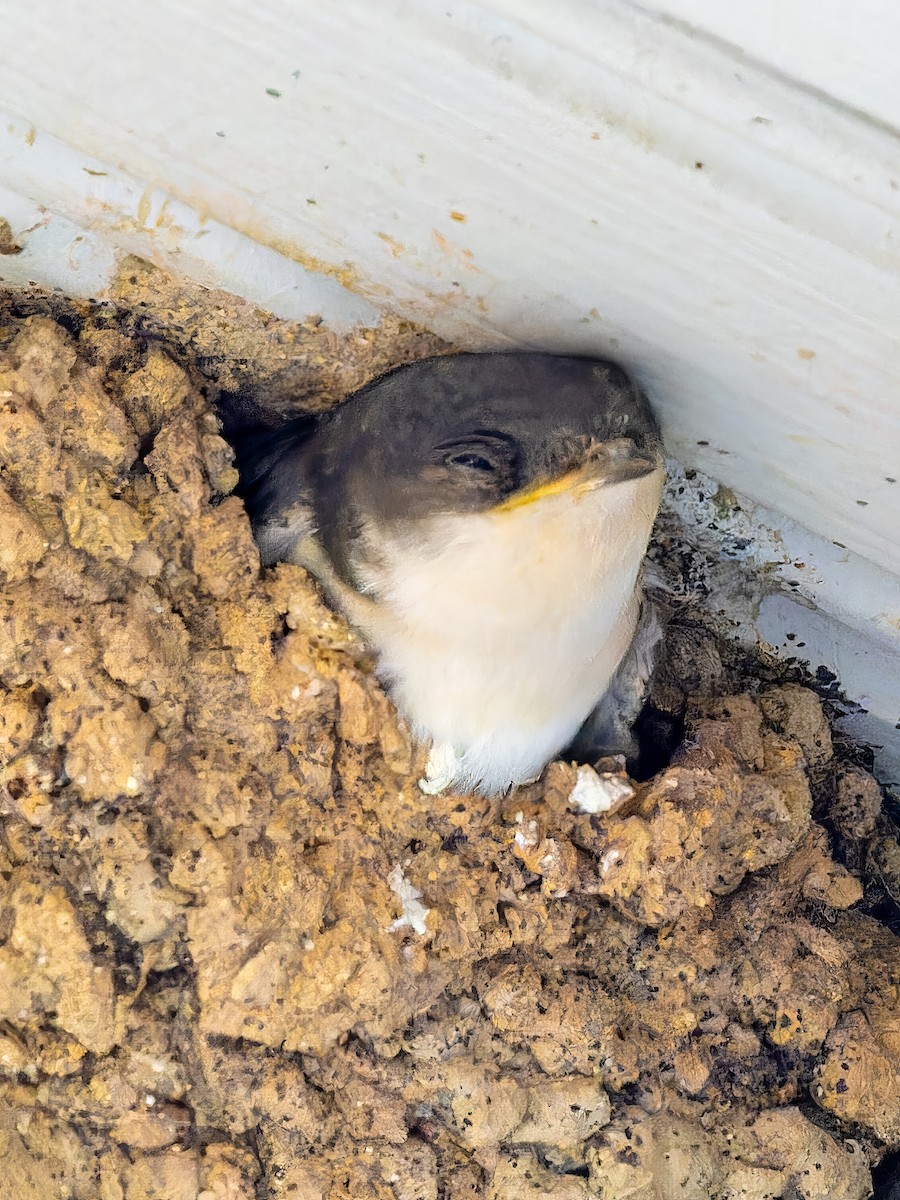 Western House-Martin - ML612841950