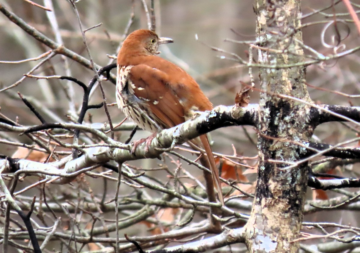 Brown Thrasher - ML612841976