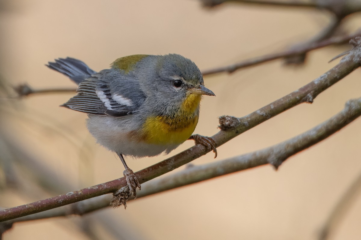 Northern Parula - ML612842083