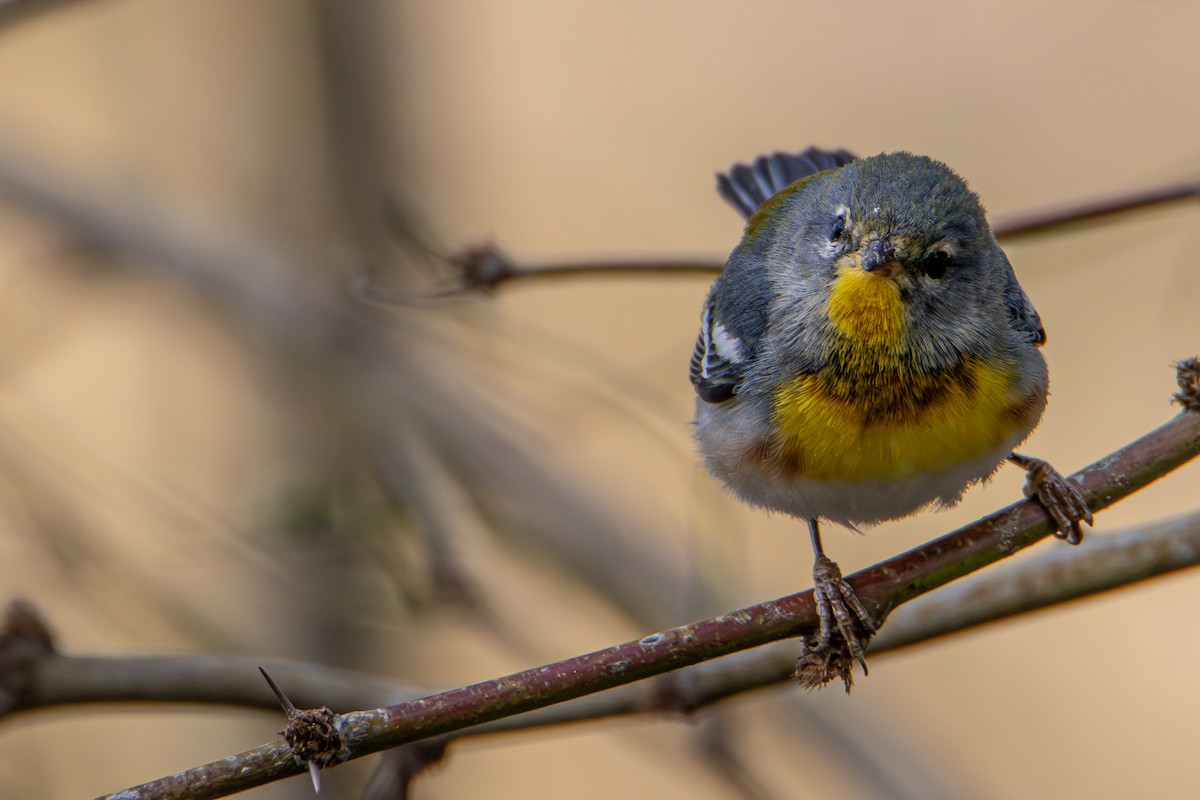 Northern Parula - ML612842085