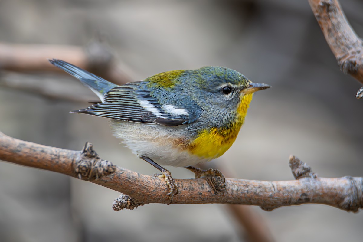 Northern Parula - ML612842088