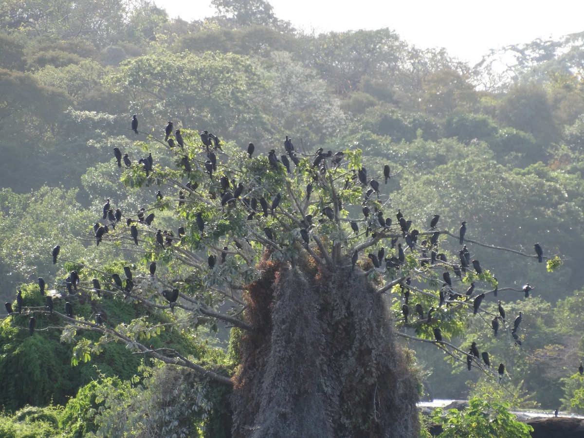 Neotropic Cormorant - José-María García-Carrasco