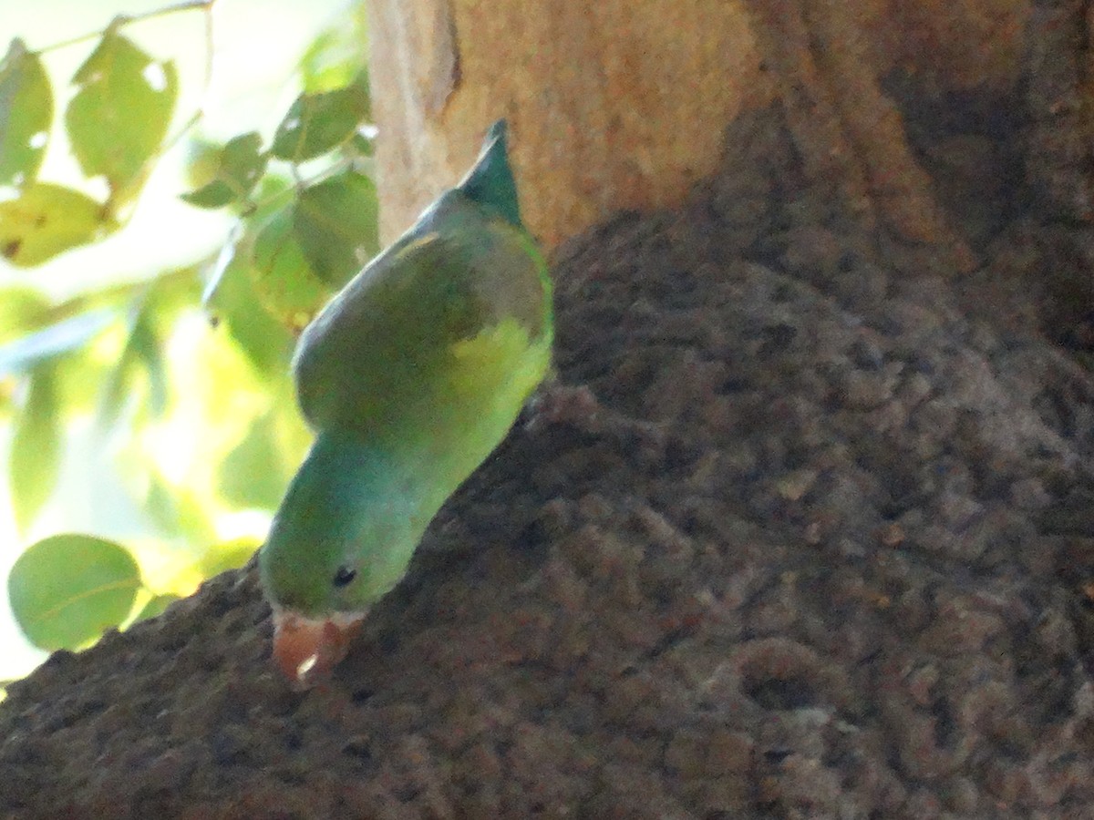 Orange-chinned Parakeet - José-María García-Carrasco
