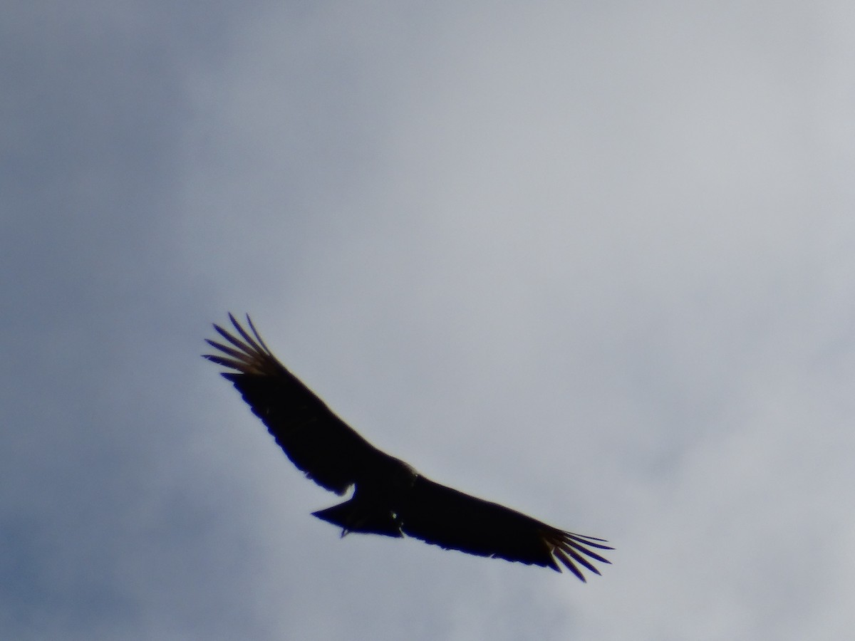 Black Vulture - José-María García-Carrasco