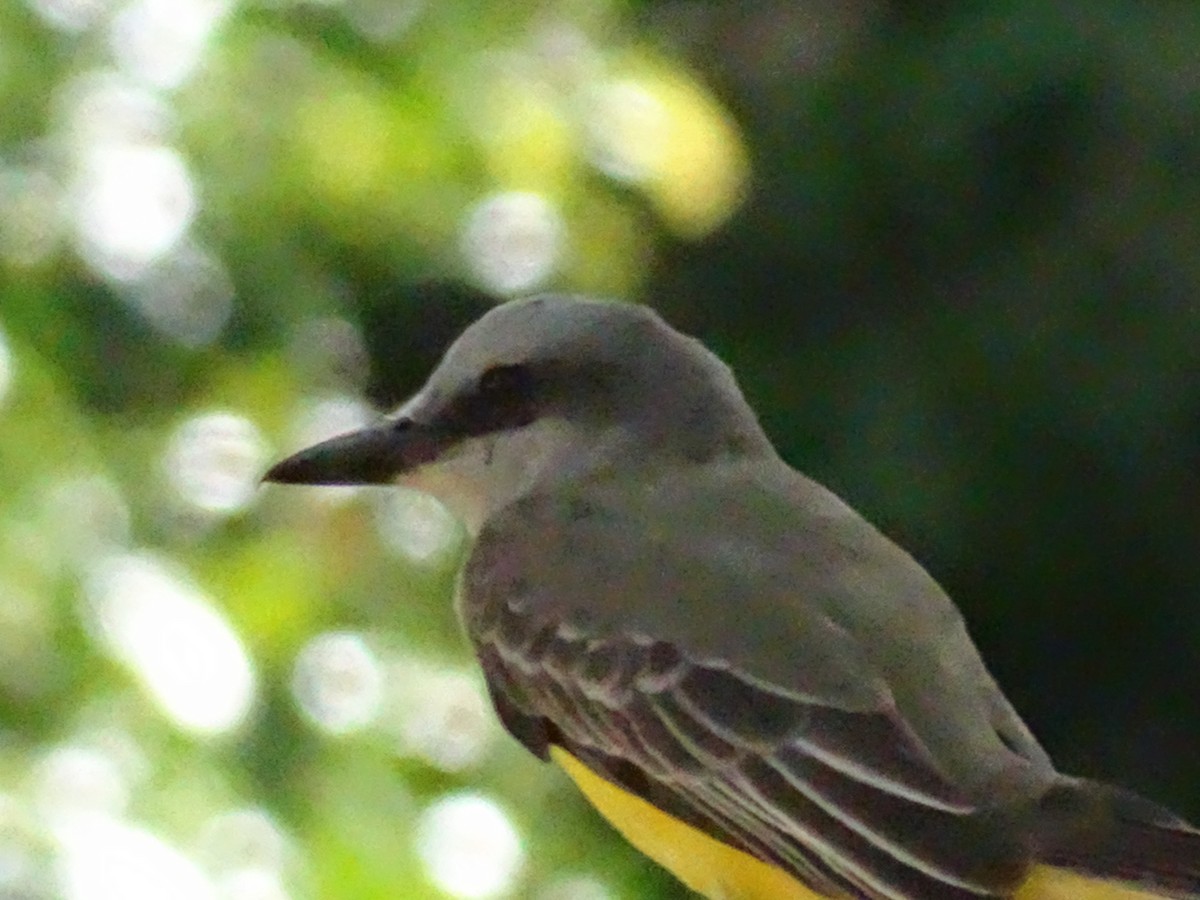 Tropical Kingbird - José-María García-Carrasco