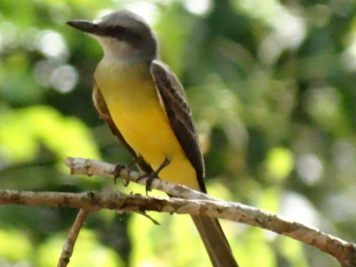 Tropical Kingbird - José-María García-Carrasco