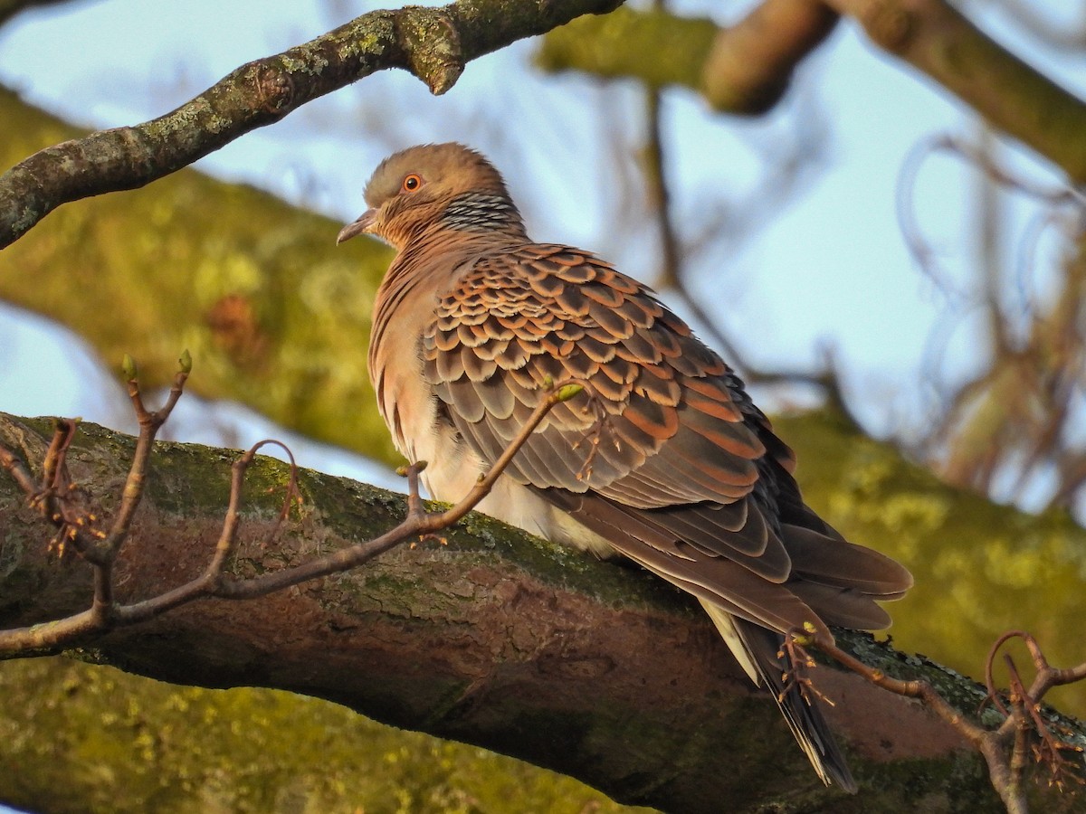 Oriental Turtle-Dove - Quinlan Cijntje