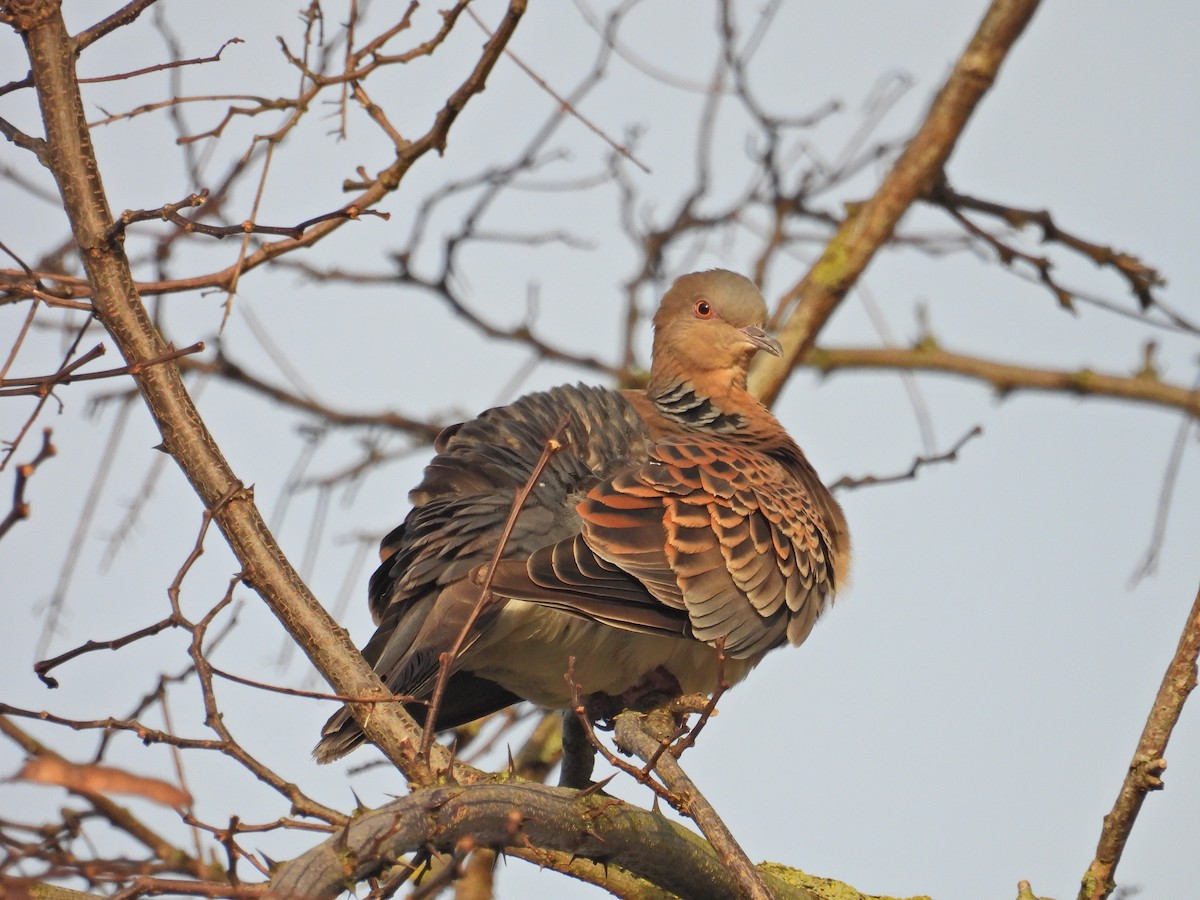 Oriental Turtle-Dove - Quinlan Cijntje