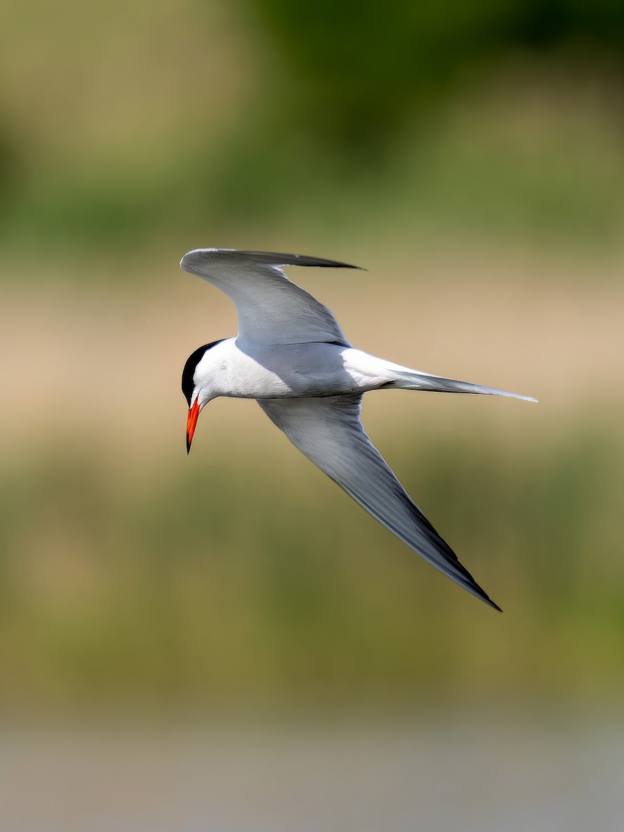 Common Tern - ML612842241