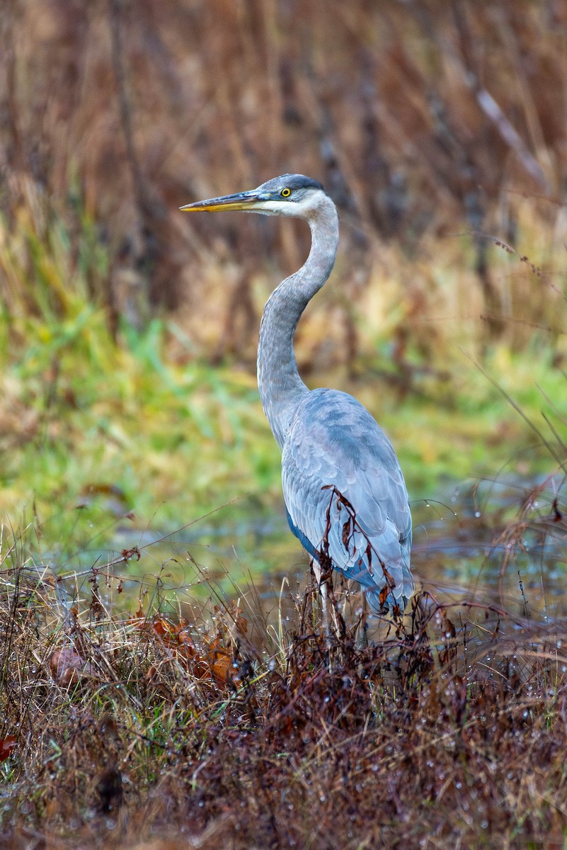 Great Blue Heron - ML612842253