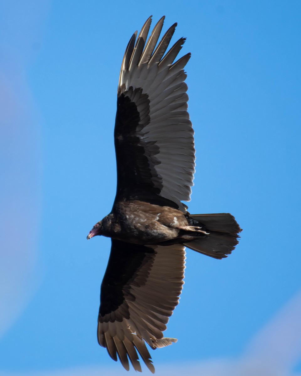 Turkey Vulture - ML612842260