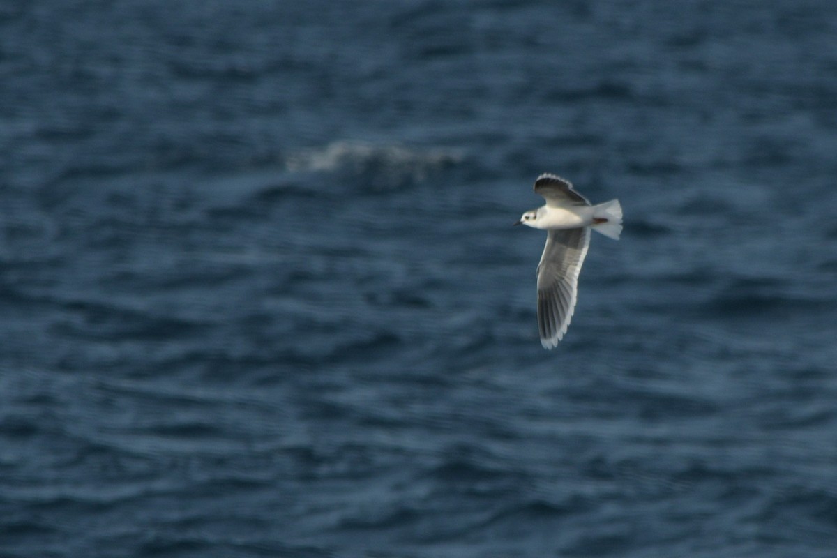 Little Gull - ML612842286