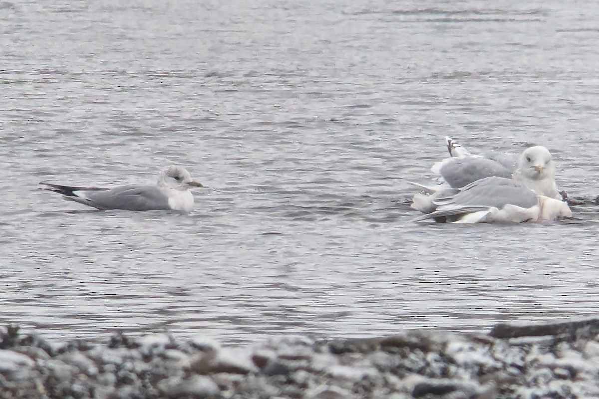 racek bouřní (ssp. canus) - ML612842333