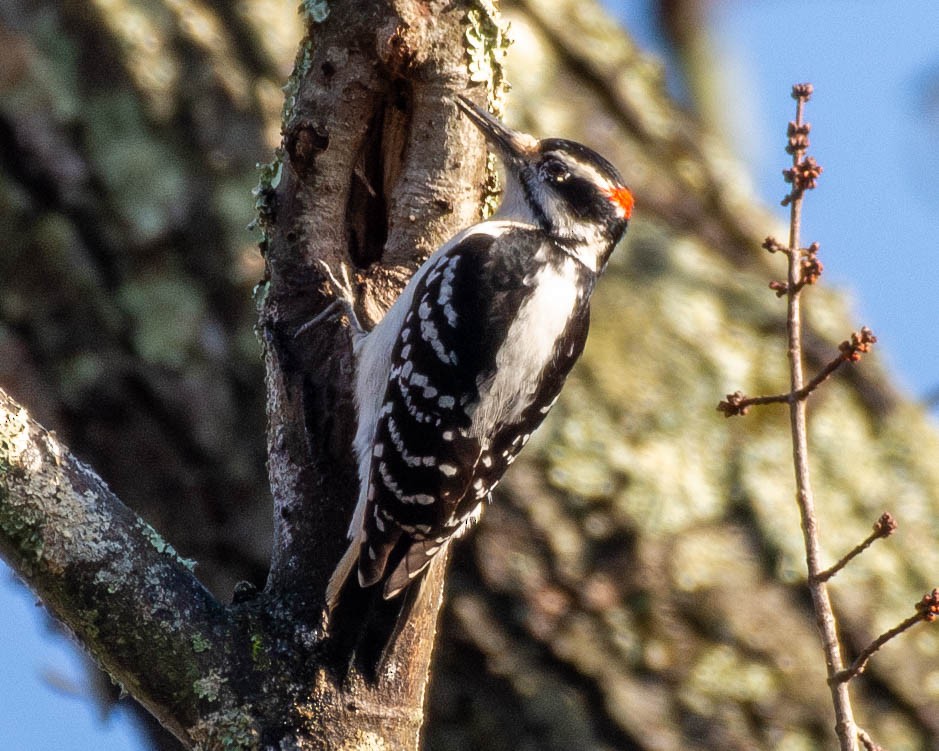 Hairy Woodpecker - ML612842336