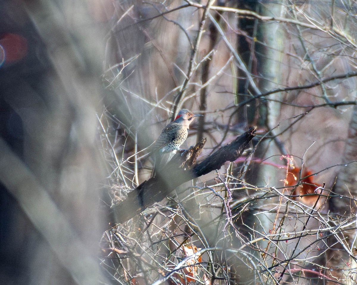 Northern Flicker - ML612842361