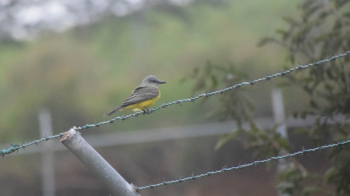 Tropical Kingbird - ML612842444