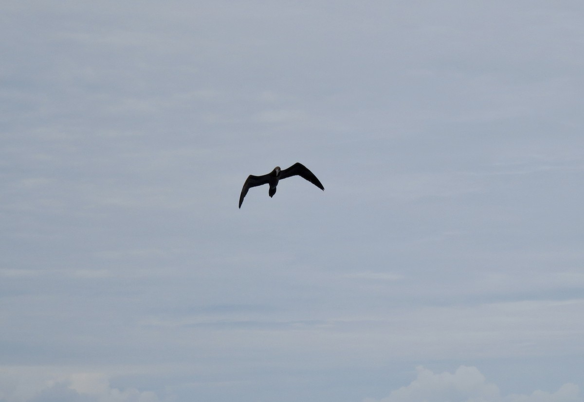 Brown Booby - ML612842469