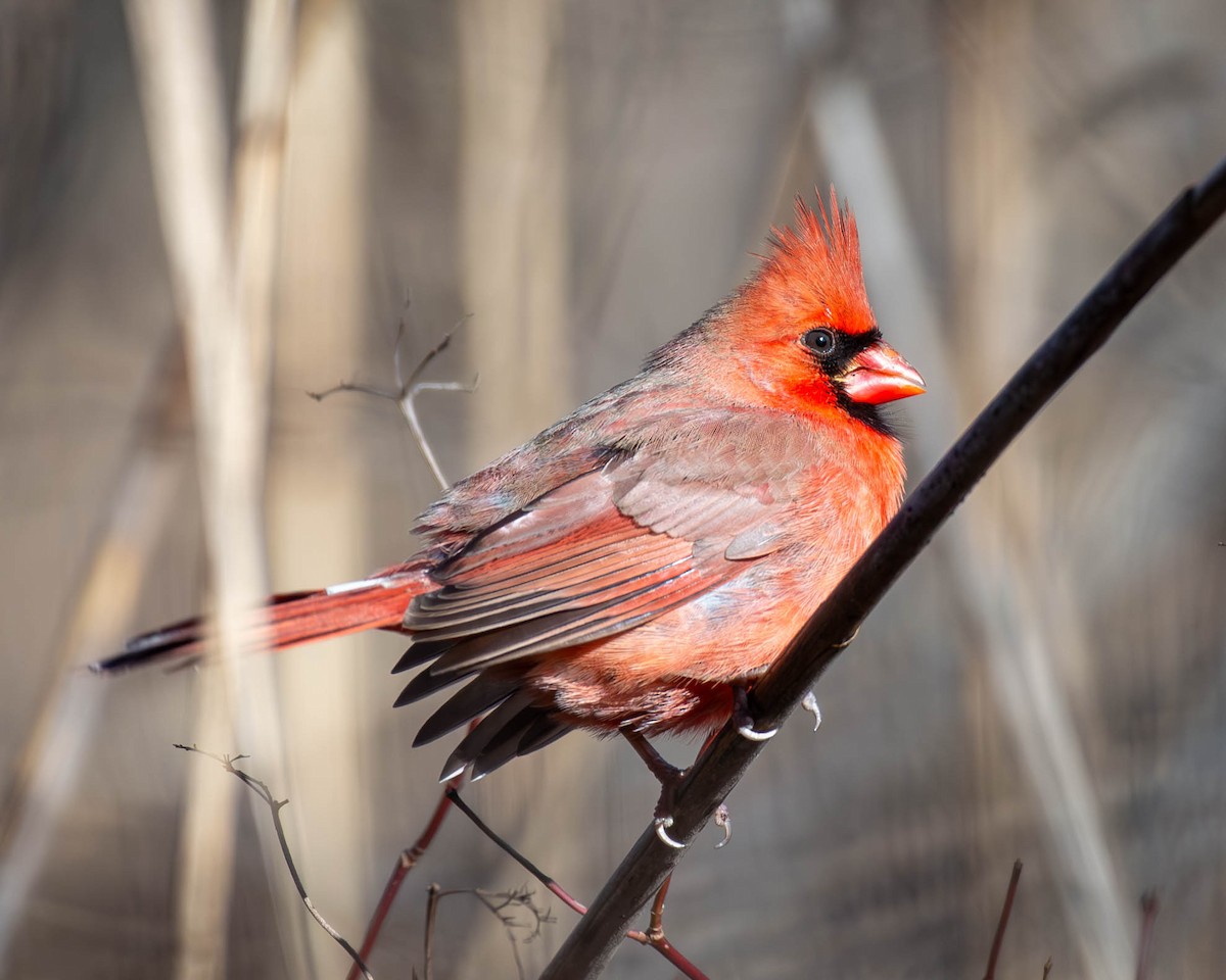 Kırmızı Kardinal - ML612842487
