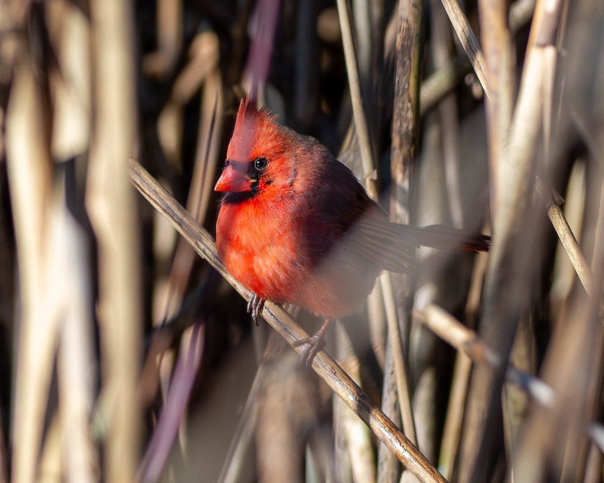 Kırmızı Kardinal - ML612842488