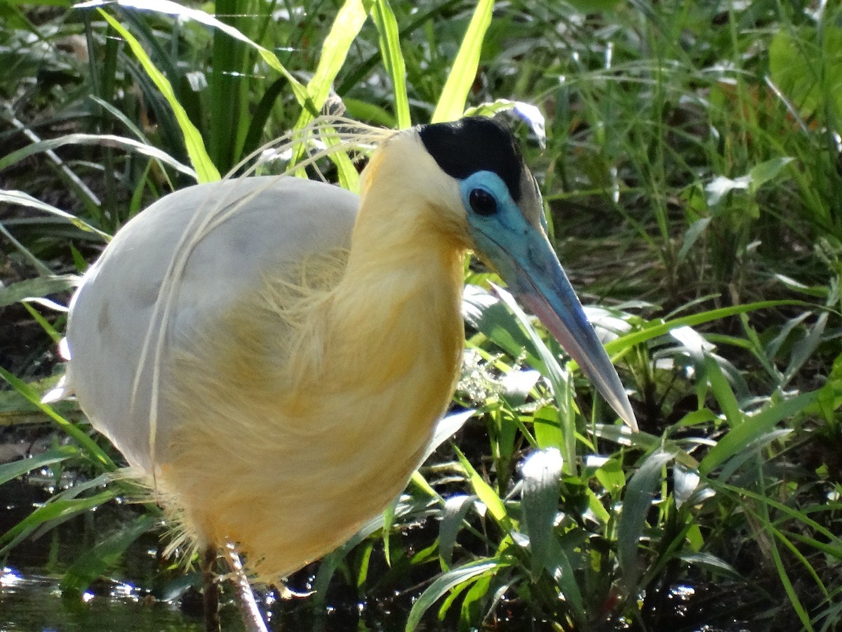 Capped Heron - José-María García-Carrasco