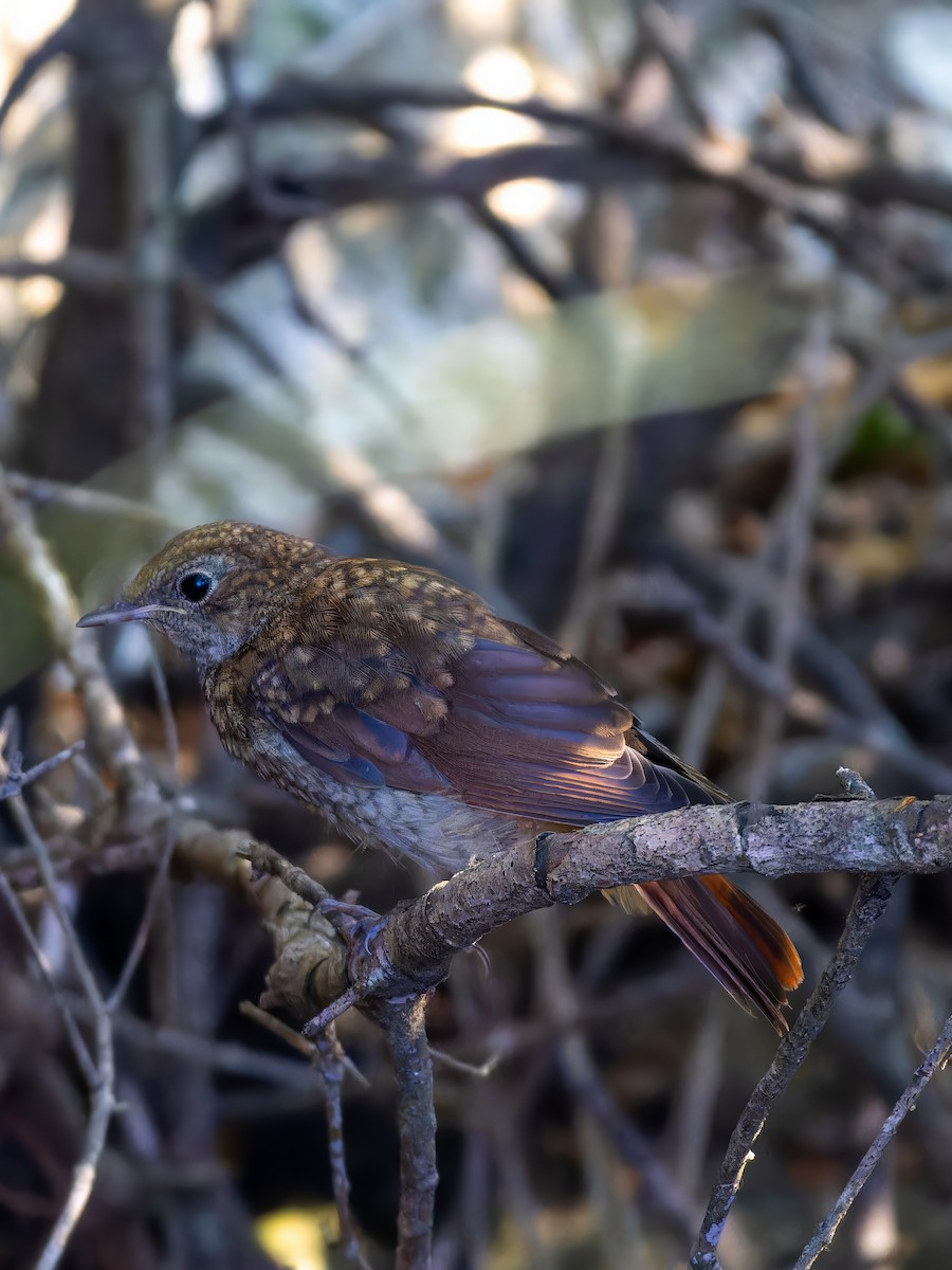 Common Nightingale - ML612842572