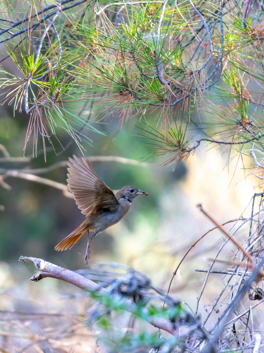 Common Nightingale - Michał Grądcki