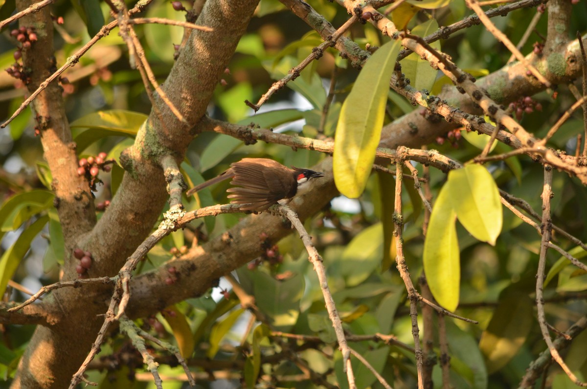 Red-whiskered Bulbul - ML61284271