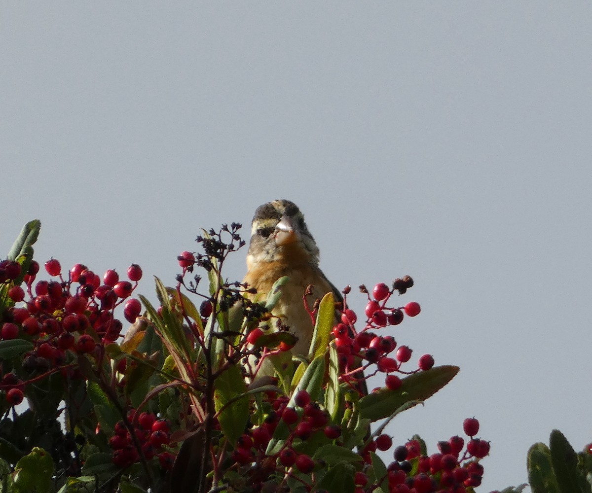 Black-headed Grosbeak - ML612842815