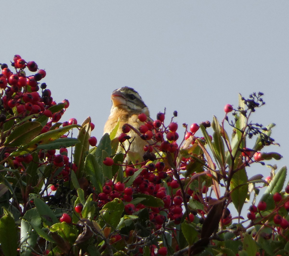 Black-headed Grosbeak - ML612842819