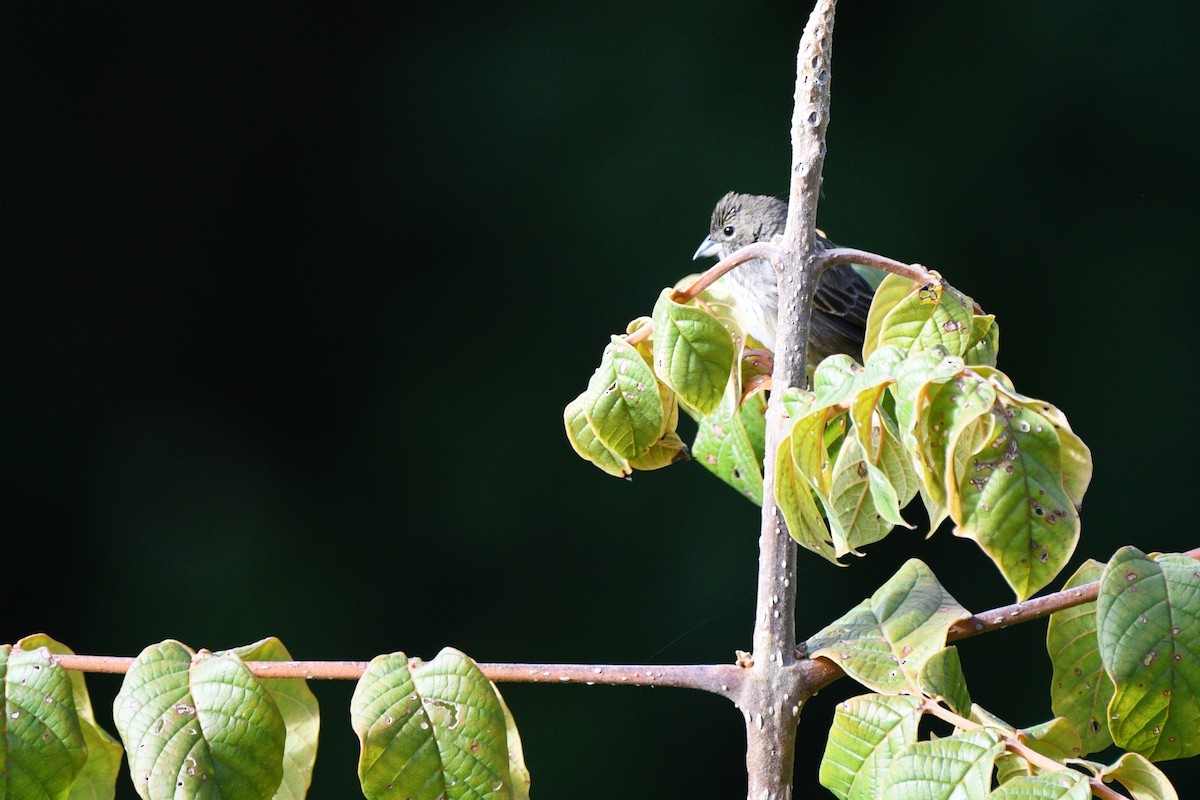 Blue-black Grassquit - ML612842838