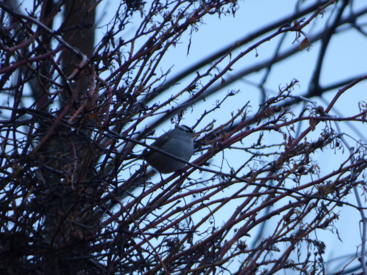 White-crowned Sparrow - ML612842919