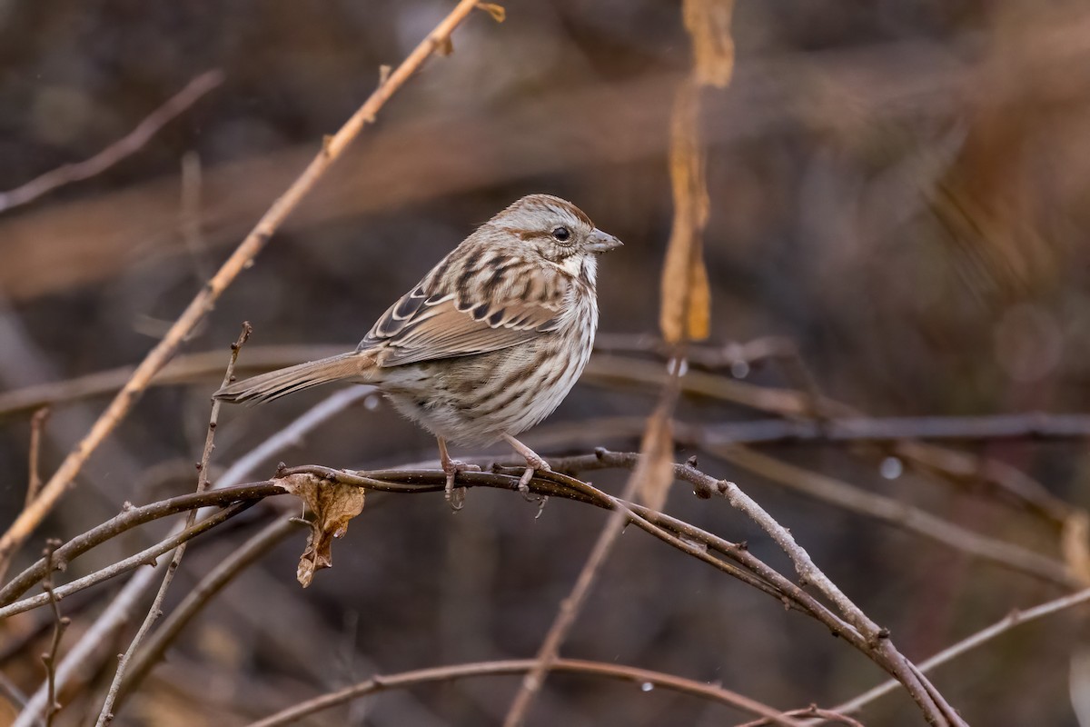 Song Sparrow - ML612842951