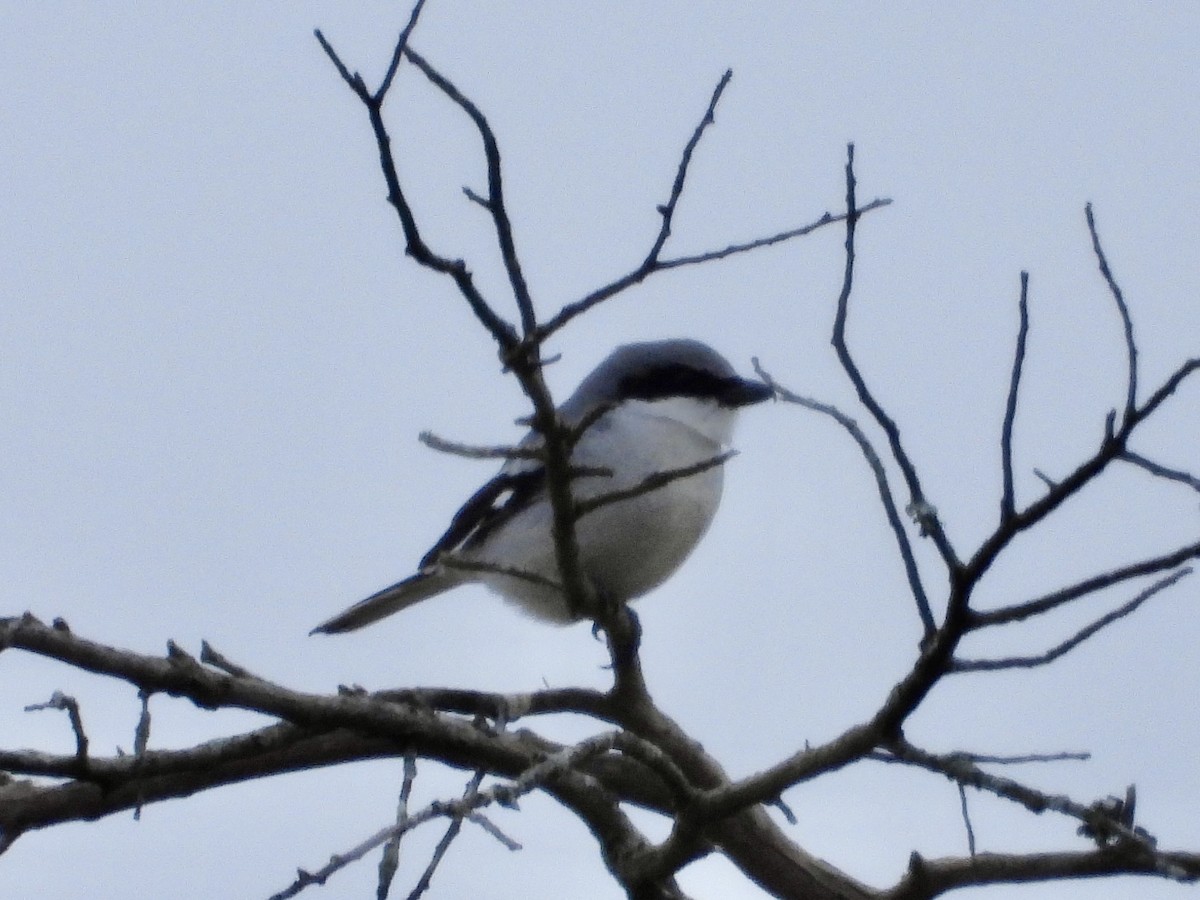 Loggerhead Shrike - ML612842955