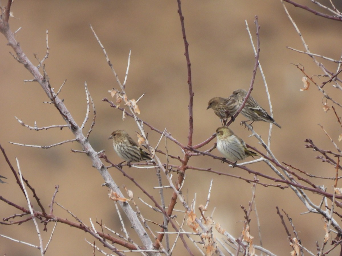 Pine Siskin - Tyler Grant