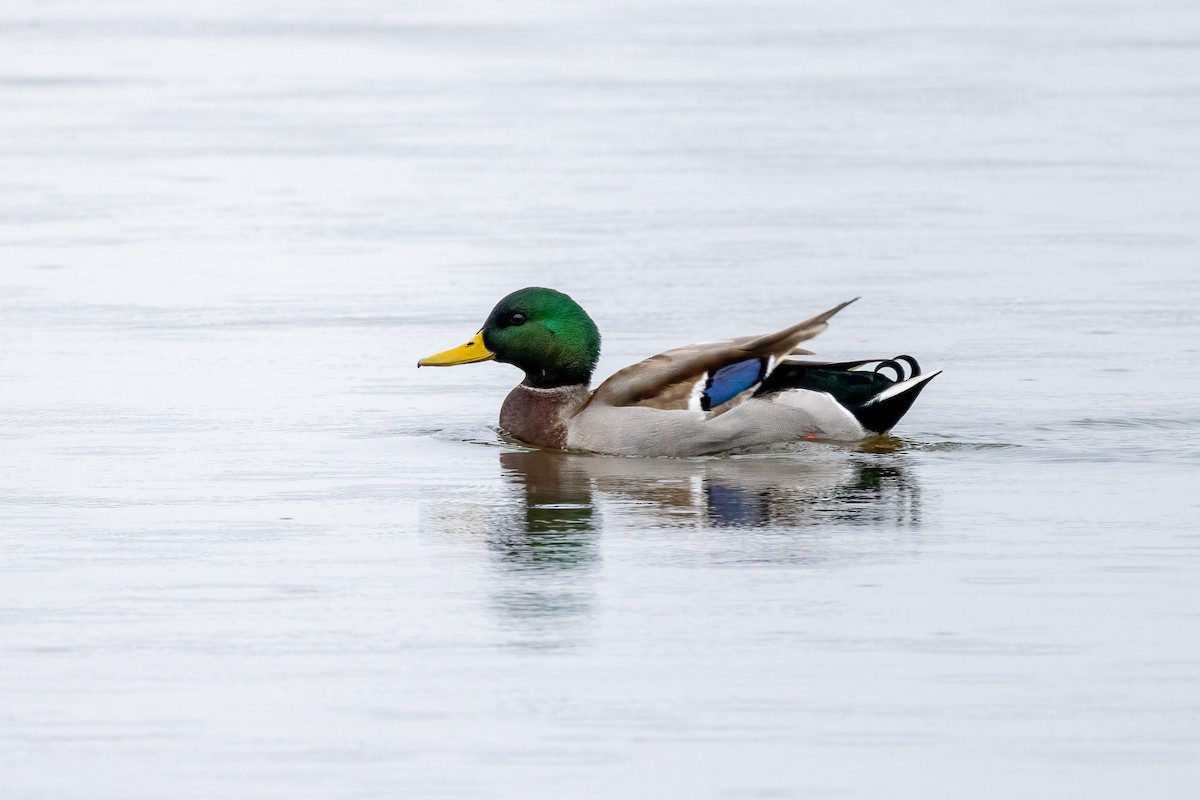 Mallard - Richard  George