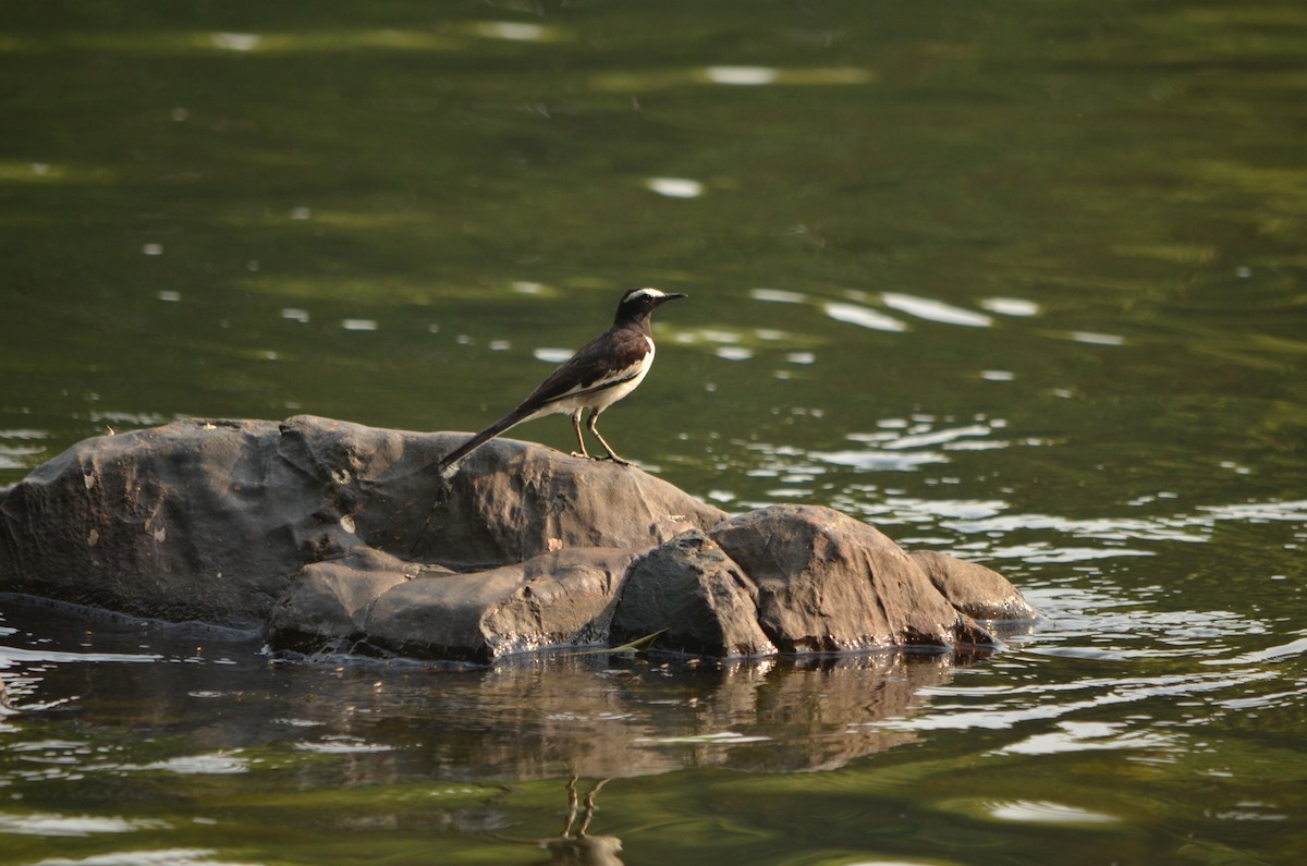 White-browed Wagtail - ML61284301