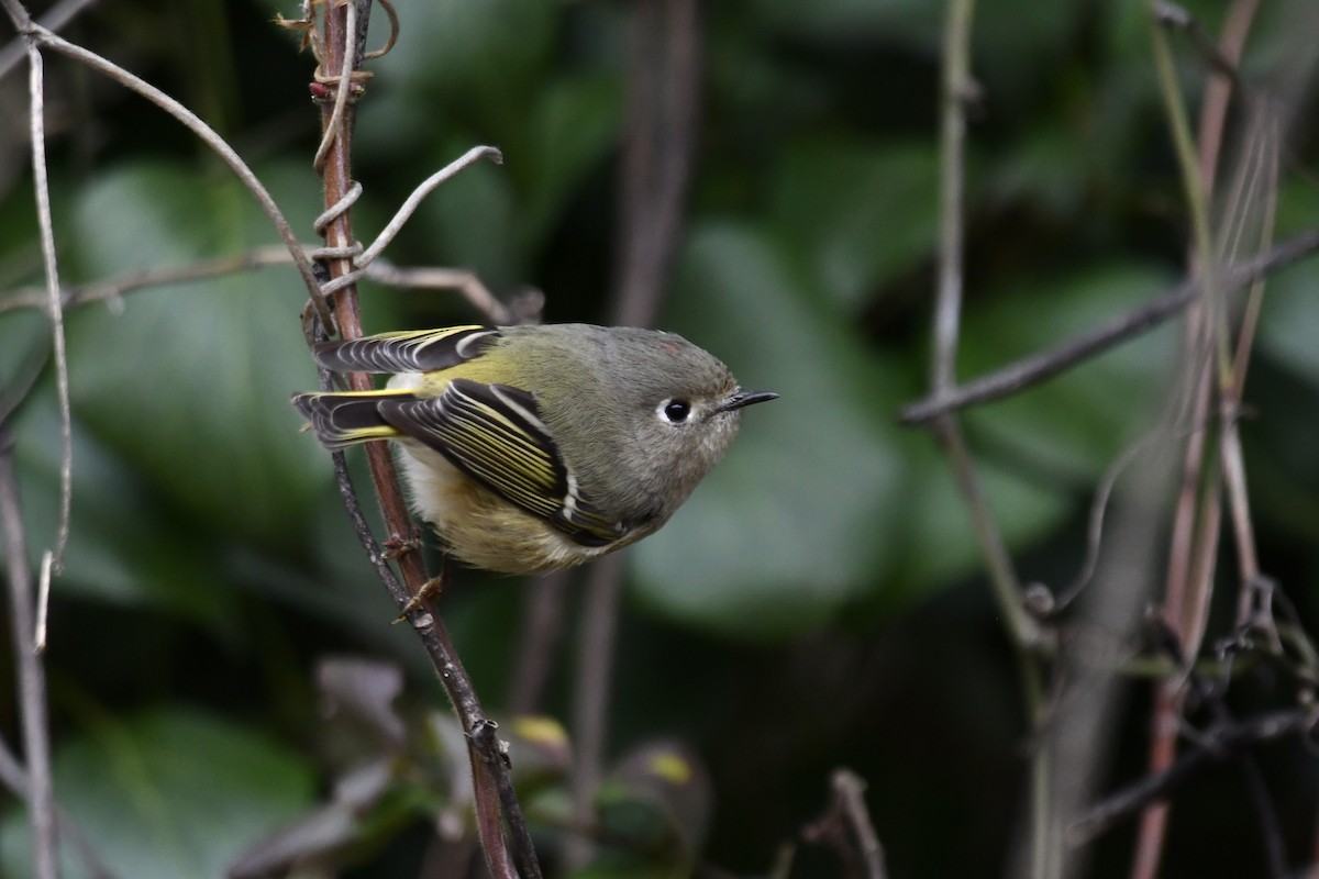 Ruby-crowned Kinglet - ML612843084