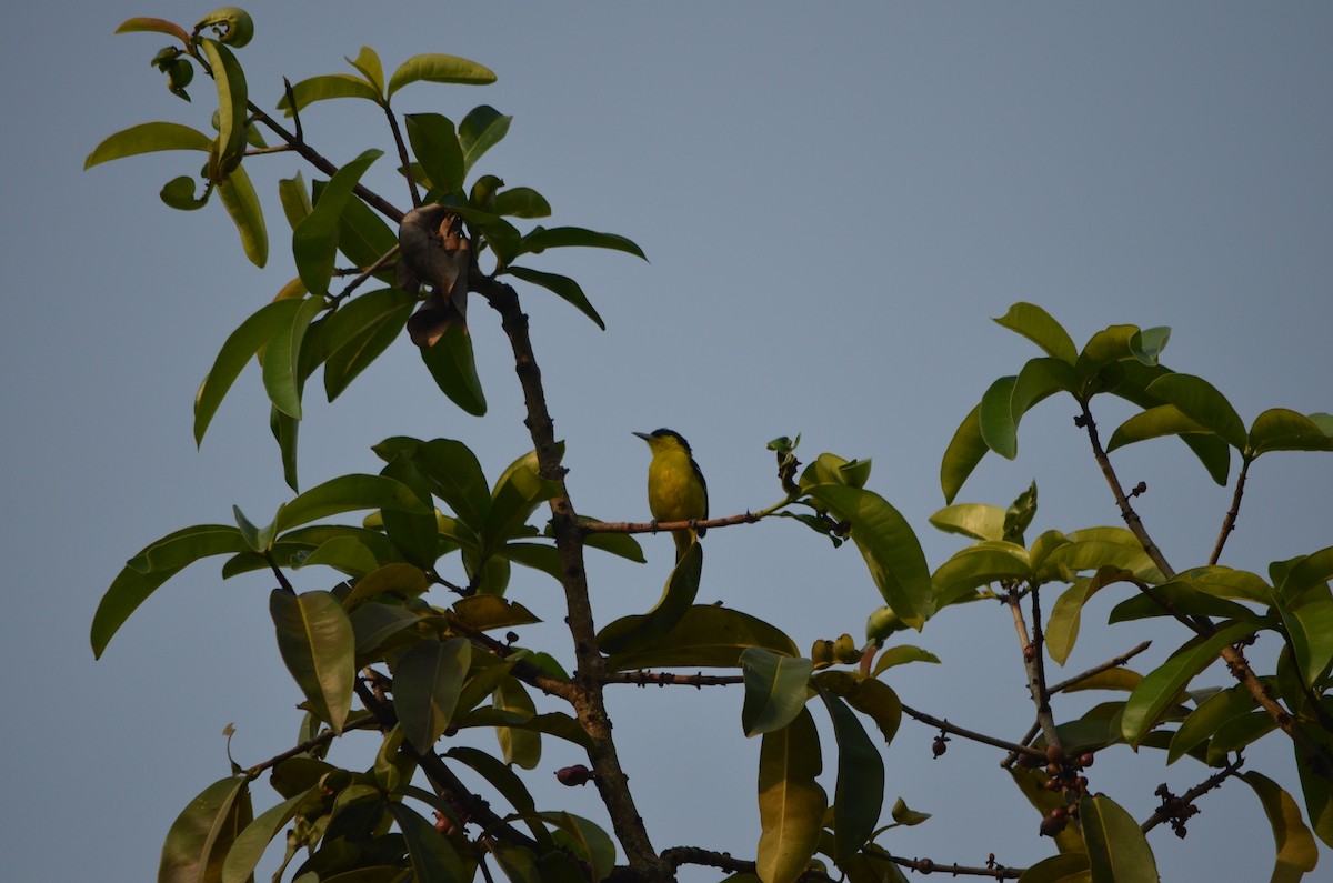 Common Iora - ML61284311