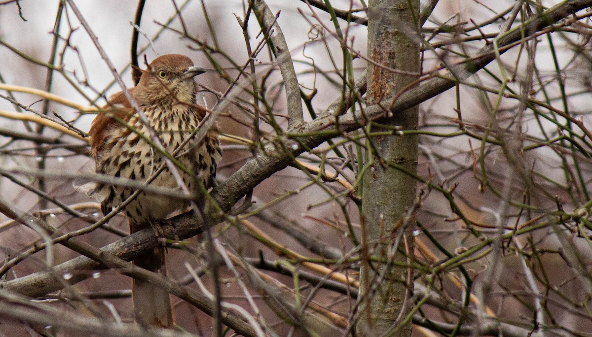 Brown Thrasher - Will Shattuck