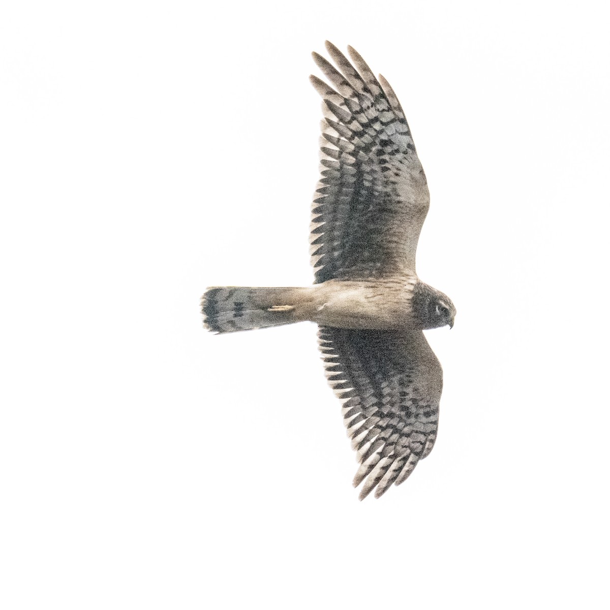 Northern Harrier - K C Bailey