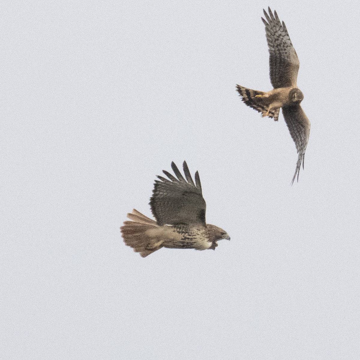 Northern Harrier - K C Bailey