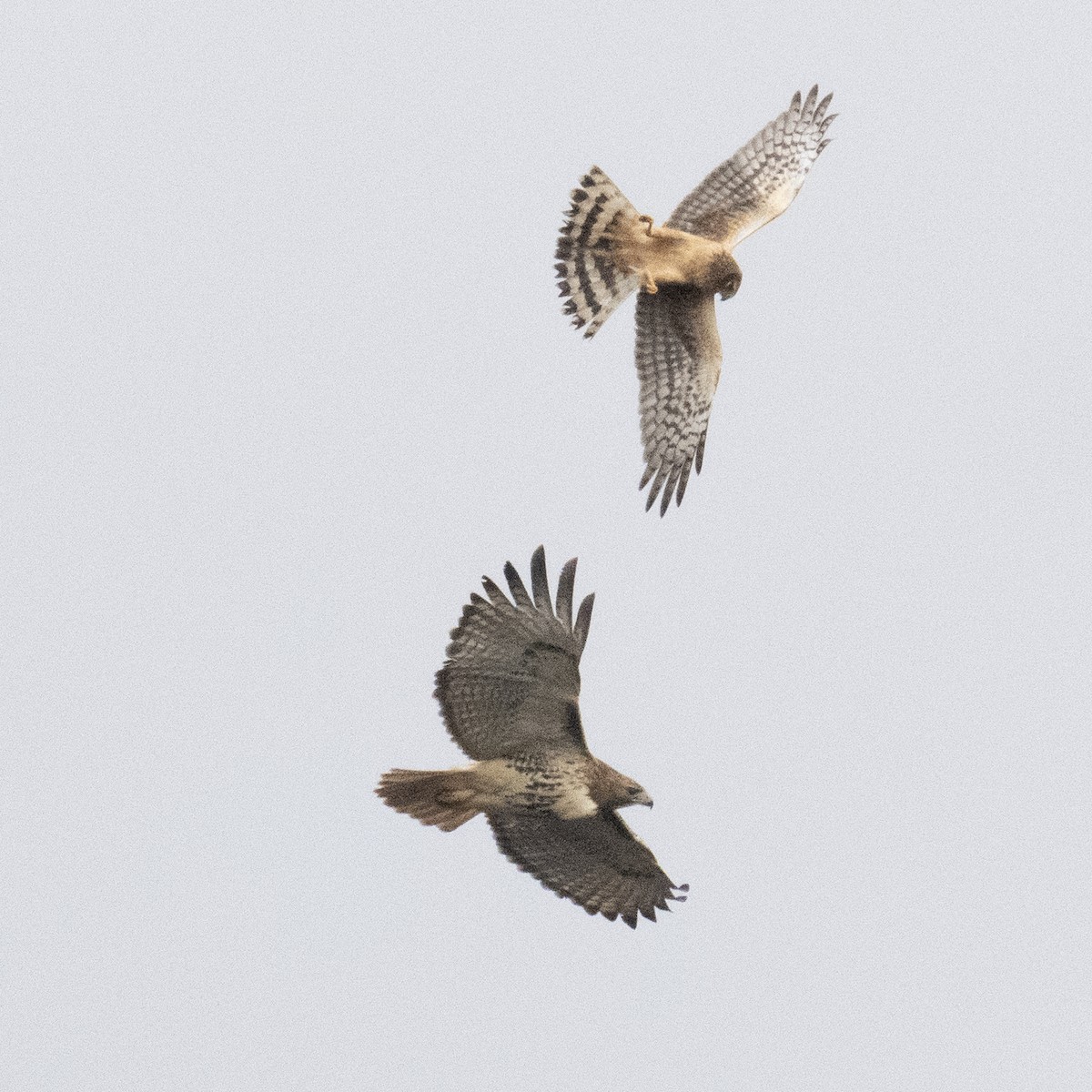 Northern Harrier - K C Bailey