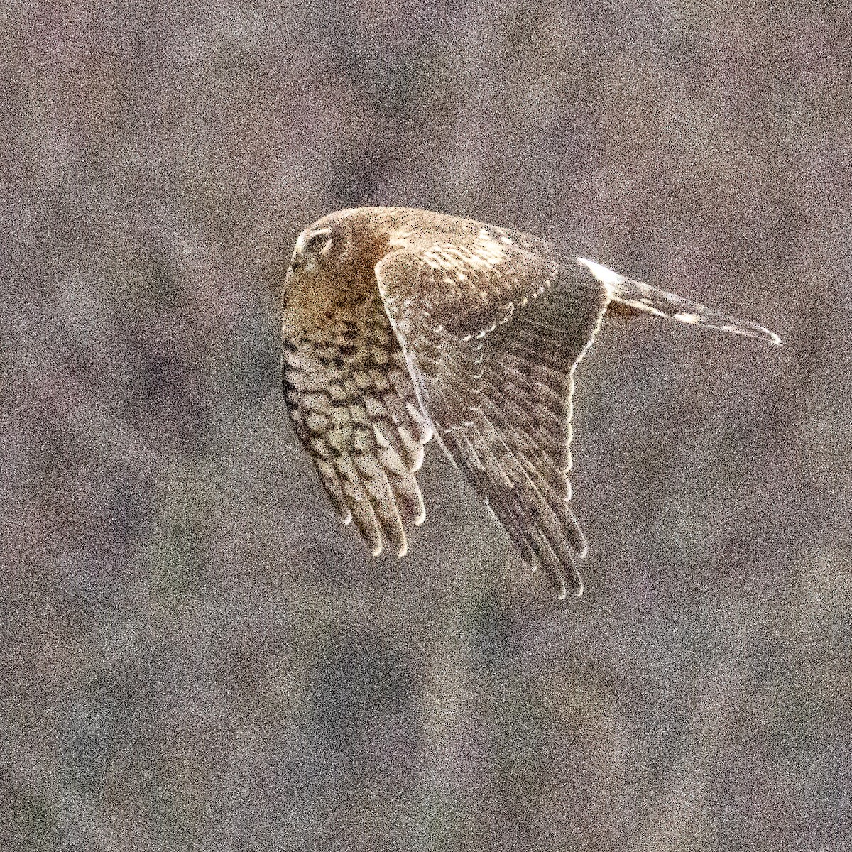 Northern Harrier - K C Bailey