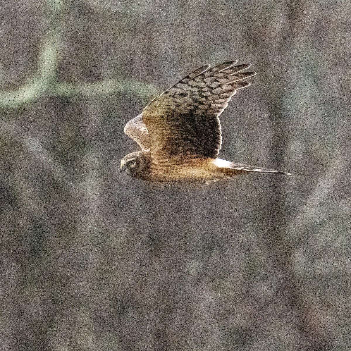 Northern Harrier - K C Bailey