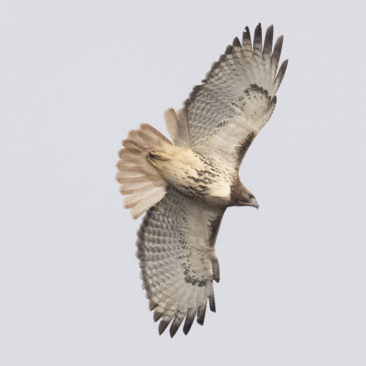 Red-tailed Hawk - K C Bailey