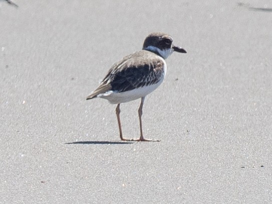 Wilson's Plover - ML612843240