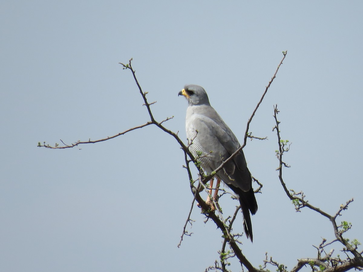 Eastern Chanting-Goshawk - Kameron Lantor