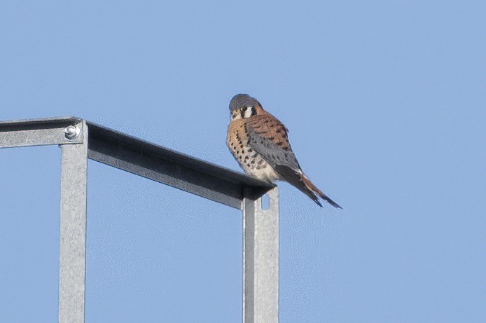 American Kestrel - Annie McLeod