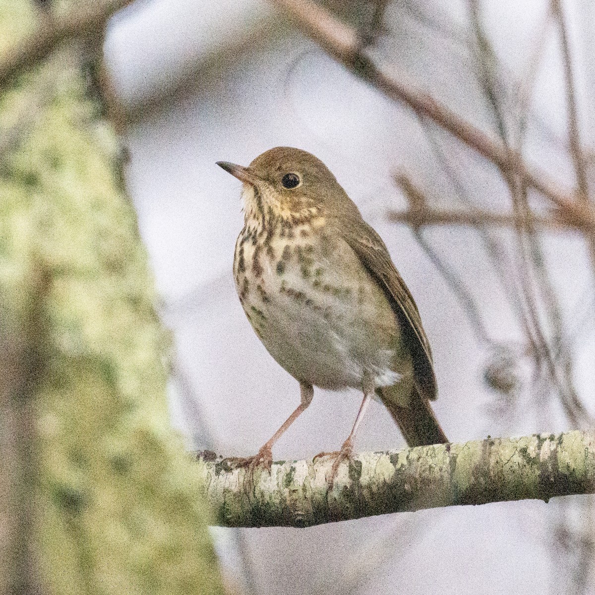 Hermit Thrush - ML612843260